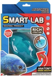 Tudományos anatómiai készlet – hal