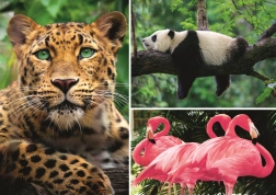 Állatos puzzle – kollázs 1000 darab EKO