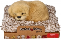 Ugatozó arany retriever a fekhelyén