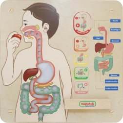 Masterkidz oktatótábla – emésztőrendszer Montessori