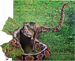 Just Jigsaws Kígyó életciklus fa réteges puzzle