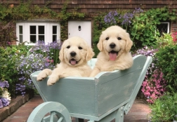 Ravensburger puzzle Arany retrieverek 200 darab