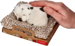 Ugató dalmata a fekhelyén