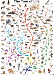 EUROGRAPHICS Életfa puzzle 1000 darab