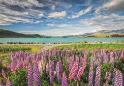 Clementoni puzzle Lupinok a Tekapo-tónál 1500 darab