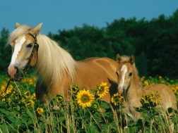 RAVENSBURGER Puzzle Lovas szerencse XXL 200 darab