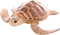 Műanyag tengeri teknős figura 9 cm