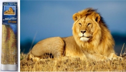 Gyémántfestés Oroszlán Méltóság 30x40 cm