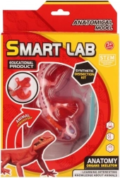 Tudományos anatómiai készlet – gyík