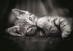 Fekete-fehér cica puzzle 1000 darabos