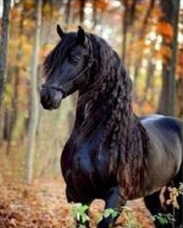 Gyémántmozaik – fekete ló