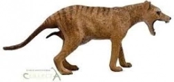 Collecta thylacine – nőstény (tasmán tigris)