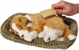 lélegző border collie kiskutya örökbefogadásra