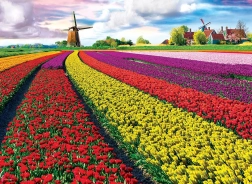 EUROGRAPHICS puzzle tulipánmező – 1000 darab
