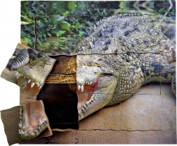 Fa réteges puzzle Krokodil - Életciklus
