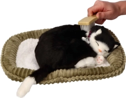 Fogadj örökbe – lélegző fekete-fehér cica