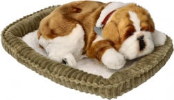 Lélegző bulldog kölyök