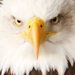 Négyszögletes CURIOSI Q Animal Sas kirakó, 66 darab