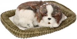 Fogadj örökbe – lélegző Shih Tzu kiskutya