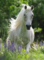 Puzzle Fehér mén XXL 100 darab