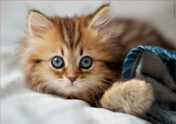 Puzzle Cica EDUCA 200 darabos