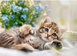 RAVENSBURGER puzzle – Bújós kiscica, 500 darab