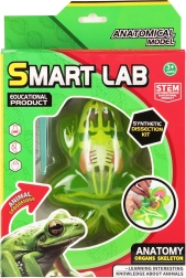 Békaanatómia játék