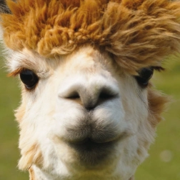 Négyzet alakú CURIOSI Q Animal alpaka puzzle, 66 darab