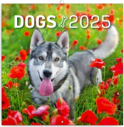 Fali jegyzetnaptár Kutyák 2025 30 × 30 cm