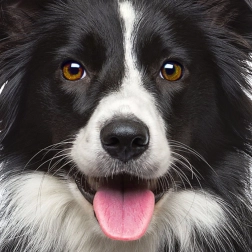 Négyzet alakú Q Animal kirakó: kutya, 66 darab