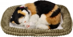 Lélegző háromszínű kiscica a fekhelyén