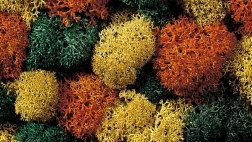 Herbst dekorációs moha a Nochtól