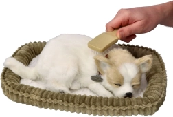 Horkoló csivava kölyökkutya