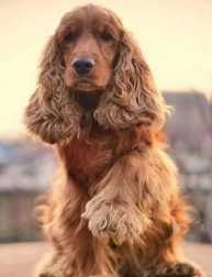 Gyémántfestés – spániel üdvözlet 30 × 40 cm