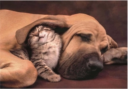 Mazlení puzzle 500 darabos