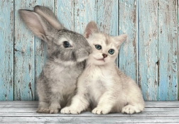 500 darabos puzzle kompakt macska és nyuszi