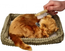 Örökbefogadási készlet török angóra kiscica