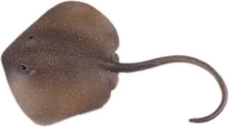 Keletitüskés rája figura