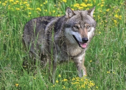 Ravensburger puzzle Félelemnélküli farkas 1000 darab