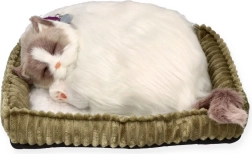 Lélegző Ragdoll kiscica Perfect Petzzz