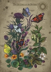 Puzzle Lepke Életciklus 1000 Darab