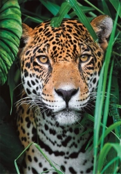 CLEMENTONI 500 darabos dzsungelbeli jaguár puzzle