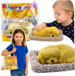 alvó labrador kölyök szőrös bundával párnácskán, hordozótáskában