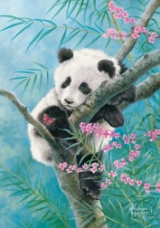 Puzzle 500 darabos Bamboo Dreams panda