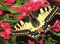 Ravensburger kirakó Gyönyörű pillangó 500 darabos