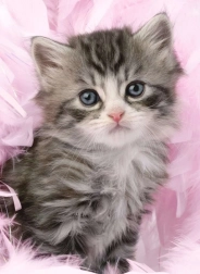 Aranyos Kiscica Puzzle 500 darabos