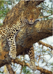 Leopárd Kirakós 1000 darabos