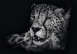 Gepárd sebessége puzzle 1000 darab SCHMIDT