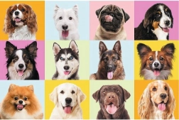 60 darabos puzzle – aranyos kiskutyák TREFL