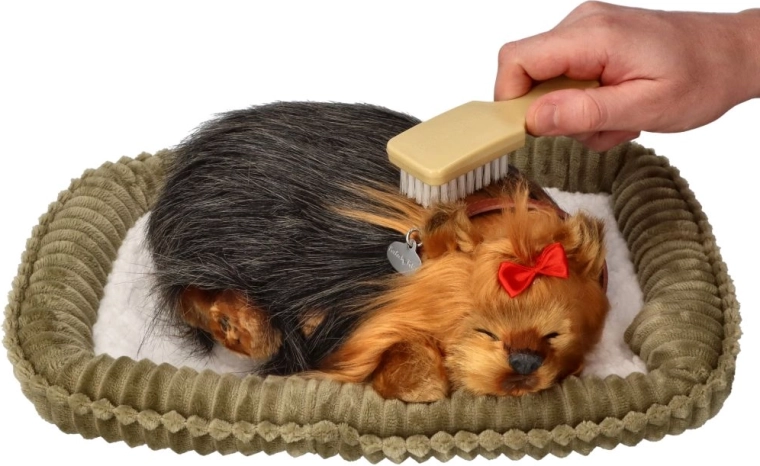 Perfect Petzzz horkoló yorkshire terrier kölyök